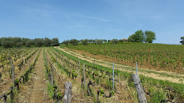 Altro vigneto Tenimento D'Alessandro