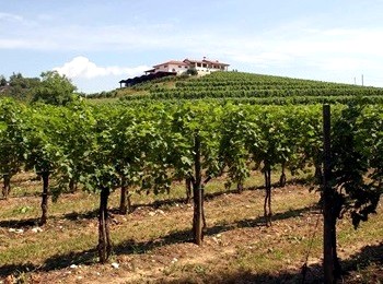 Vigneto azienda Alfieri Cantarutti