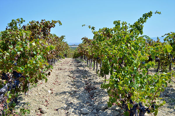 Vigneto Mandrarossa e suolo