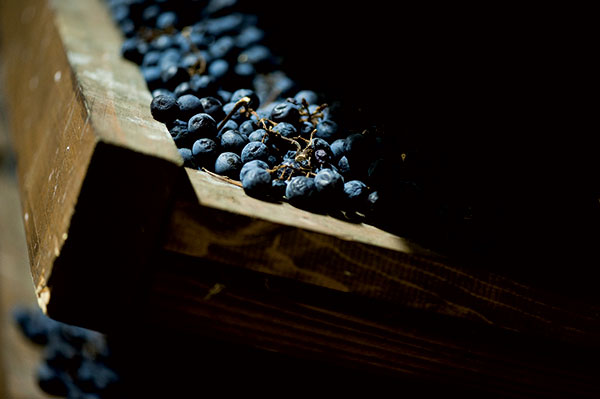 De Buris appassimento