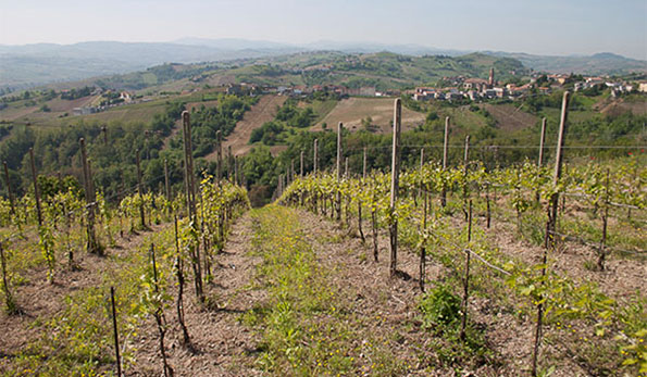 La vigna Buttafuoco di Franco Pellegrini