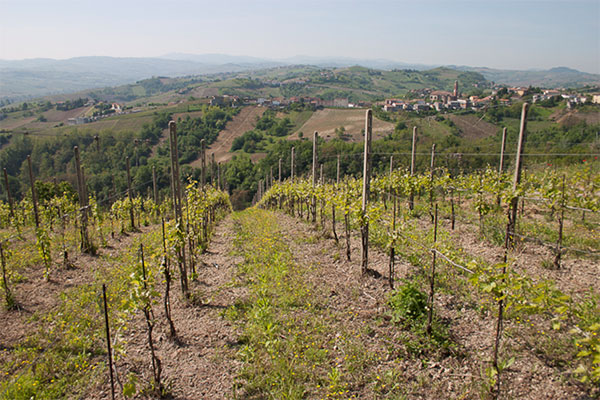 La vigna Buttafuoco "Atto d'Instromento 2 febbraio 1861"