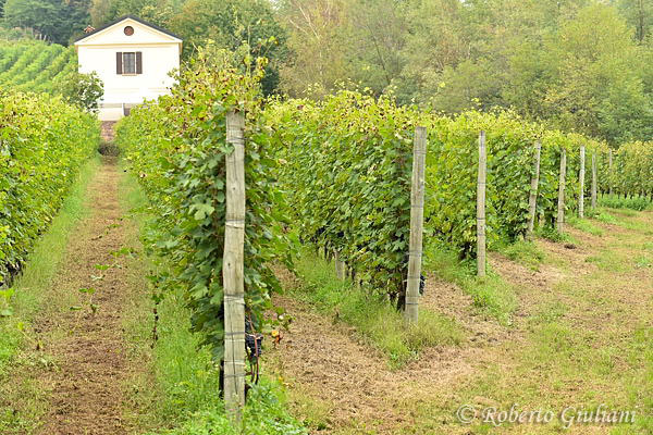 La casa gialla tra le vigne di Le Piane
