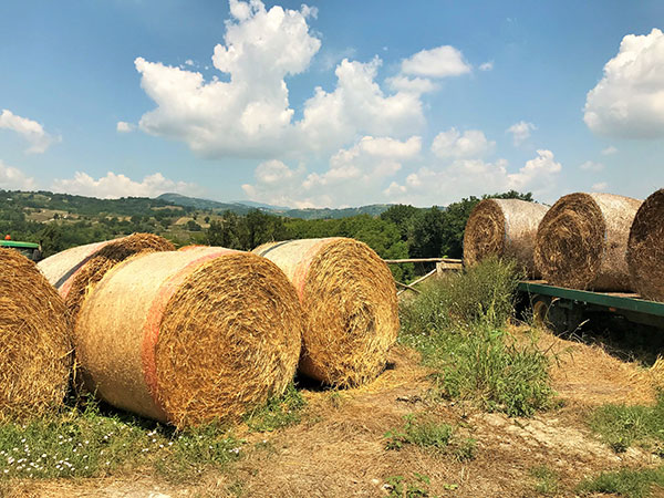 Balle di fieno