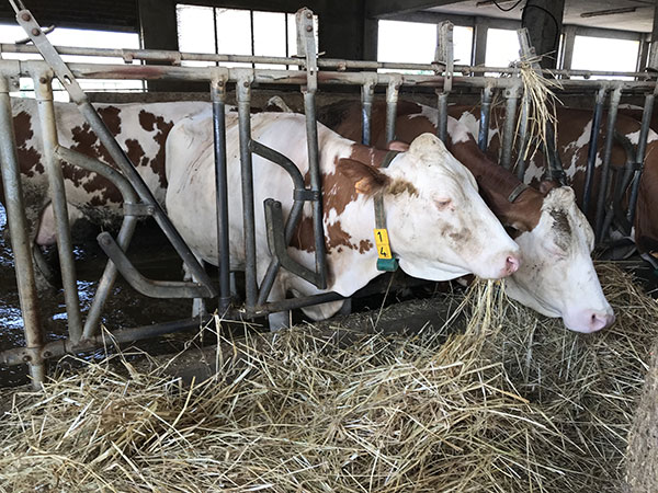 Pezzata rossa italiana