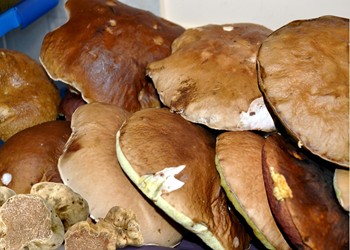 funghi porcini