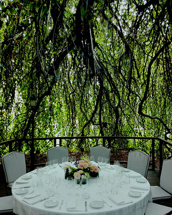 Il faggio del giardino Four Seasons di Firenze