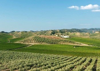 vigneto azienda Librandi