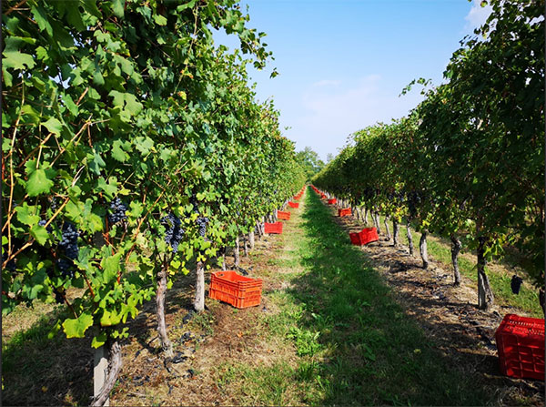 Vendemmia Pietraforata