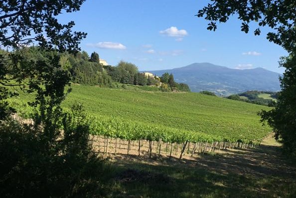 vigneto a Montalcino