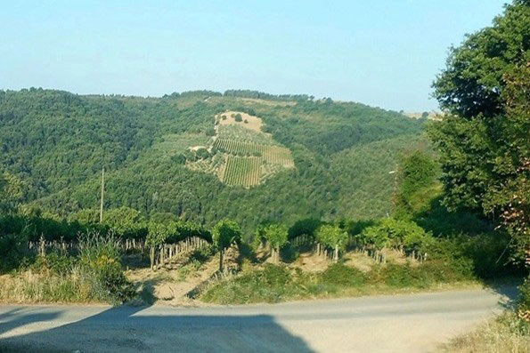 vigneti a Montalcino
