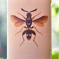 Romagna Sangiovese Predappio Il Sangiovese 2016 Noelia Ricci