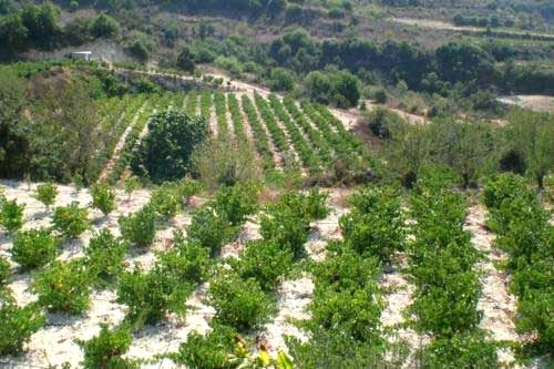 Vigneti Zambartas wineries