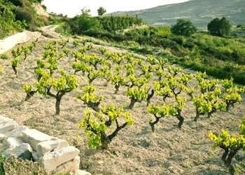 Zambartas vigna ad alberello