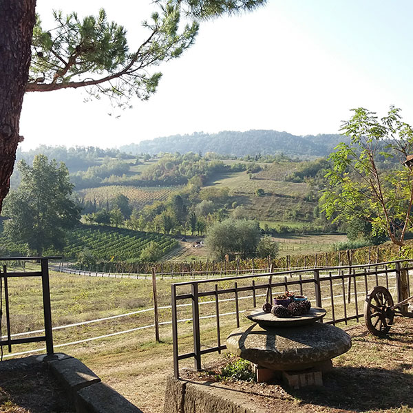 Veduta sulle vigne da Casa Wallace