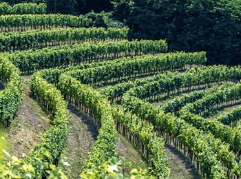 vigneto Russiz Superiore