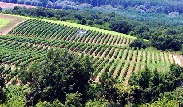 vigneto azienda Bratanov