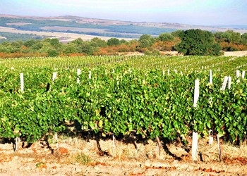 altro vigneto azienda Bratanov