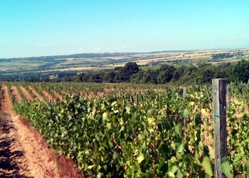 particolare di un vigneto