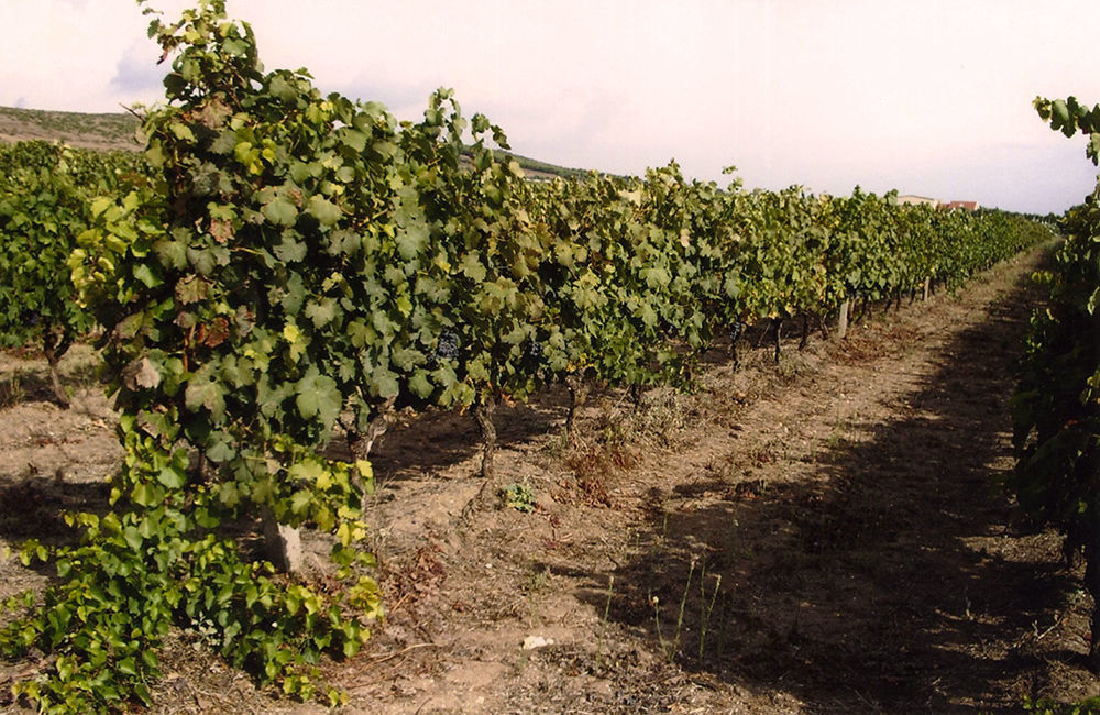 Vigneto azienda Contini - foto aziendale