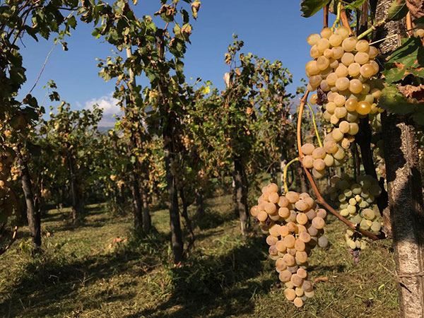 Uva nel vigneto Mesum