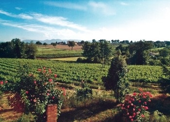 vigneto azienda Napolini