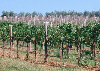 filari azienda Napolini