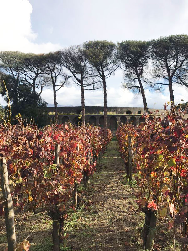 Vigneto di piedirosso al Foro Boario, azienda Mastroberardino