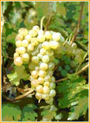 bianchetta trevigiana