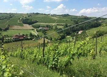 vigneti azienda Bera Vittorio e Figli