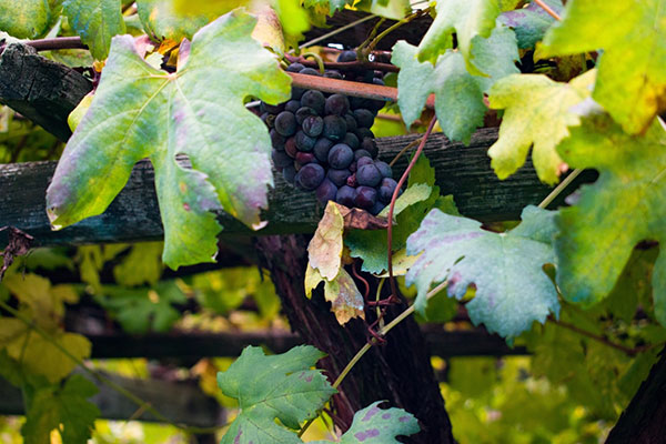 Un grappolo di nebbiolo