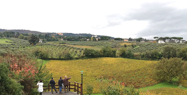 Frascati, panorama sulle vigne