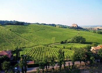 Vigneti azienda Carra di Casatico