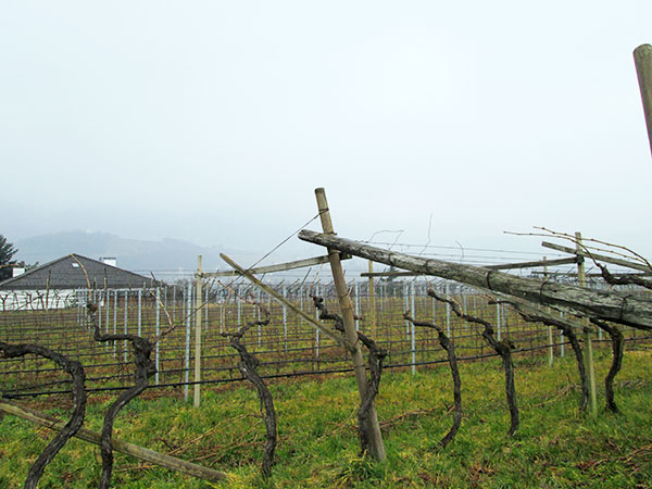 Vigneto azienda Martin Lorenz