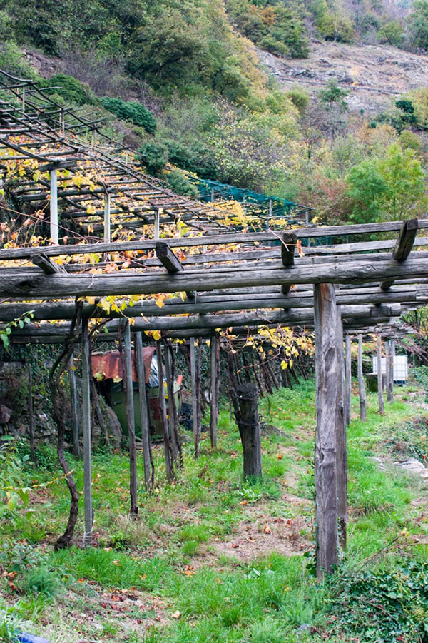 Pergola