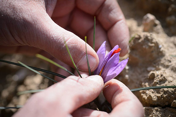 Il perigonio, fiore dello zafferano