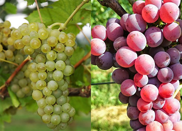 Sauvignon Kreths e Souvignier Gris