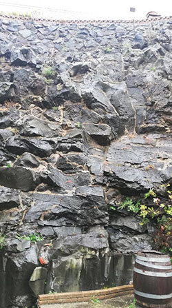 Il terreno vulcanico presso l'azienda L'Olivella a Frascati