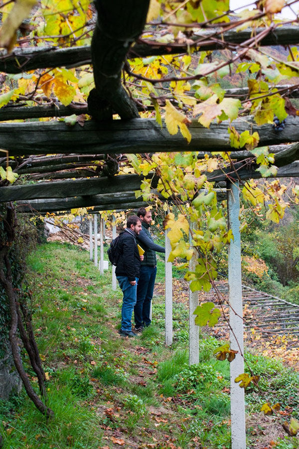 Nel vigneto La Costa
