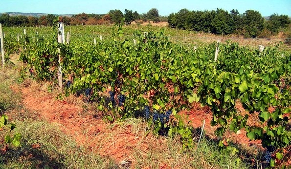 Vigneti azienda Ivo Varbanov