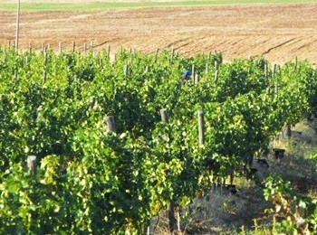 vigneti Ivo Varbanov