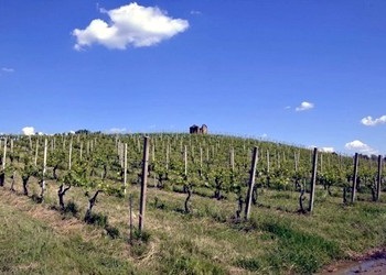 Vigneto azienda Francesco Brigatti