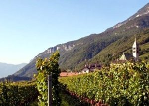 vigneti cantina Tramin