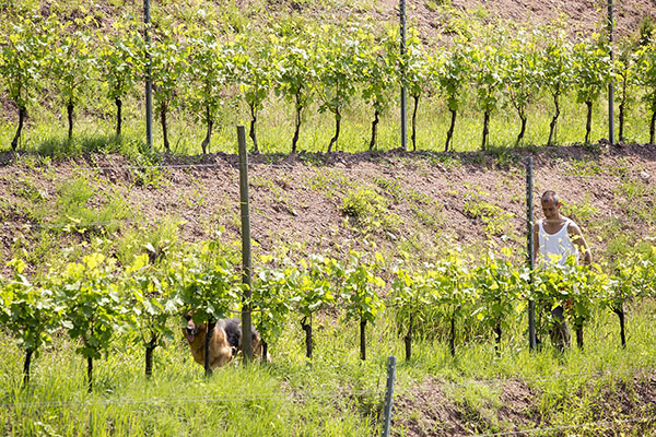 Alessandro Cancelliere al lavoro