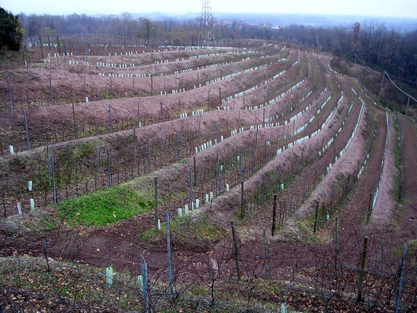 La vigna Montalbano nel 2007