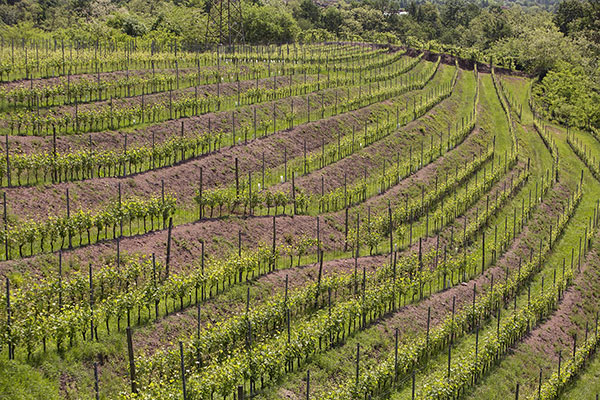 Vigna Montalbano oggi