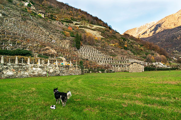 Veduta sui terrazzamenti del vigneto "Runc"