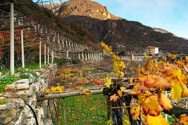 Vigneto "Runc" a Donnas