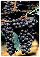 uva brachetto