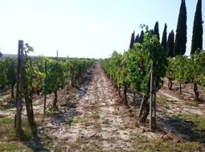vigneto azienda Capitoni